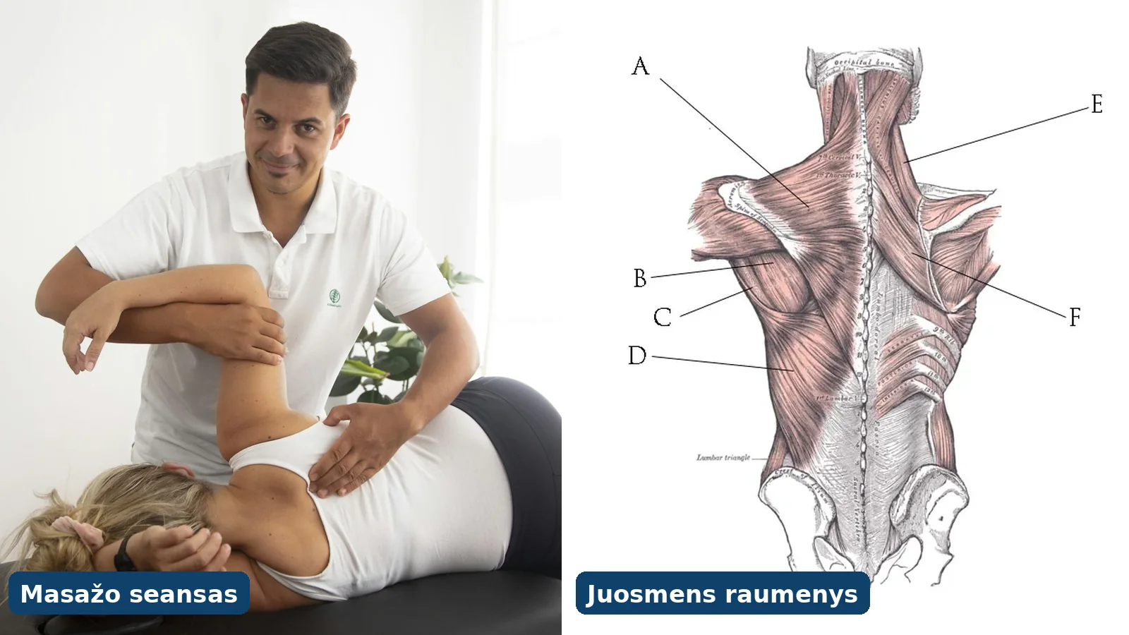 Masažo terapeutas dirba su kliento juosmens sritimi ir nugaros raumenų anatomijos schema