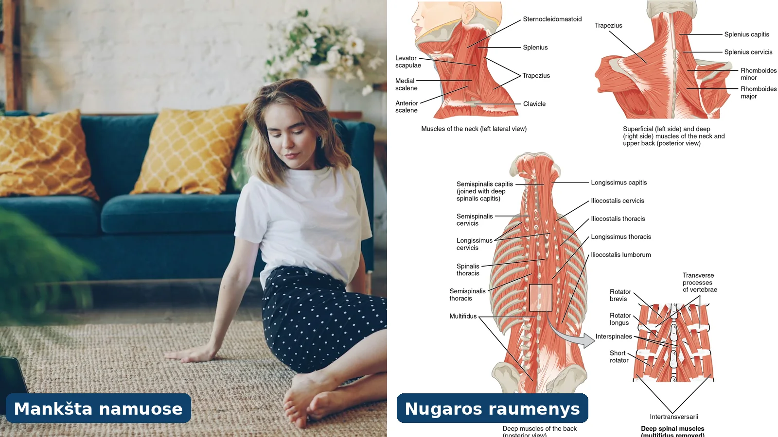Moteris atlieka nugaros pratimus namuose ir nugaros raumenų anatomijos schema
