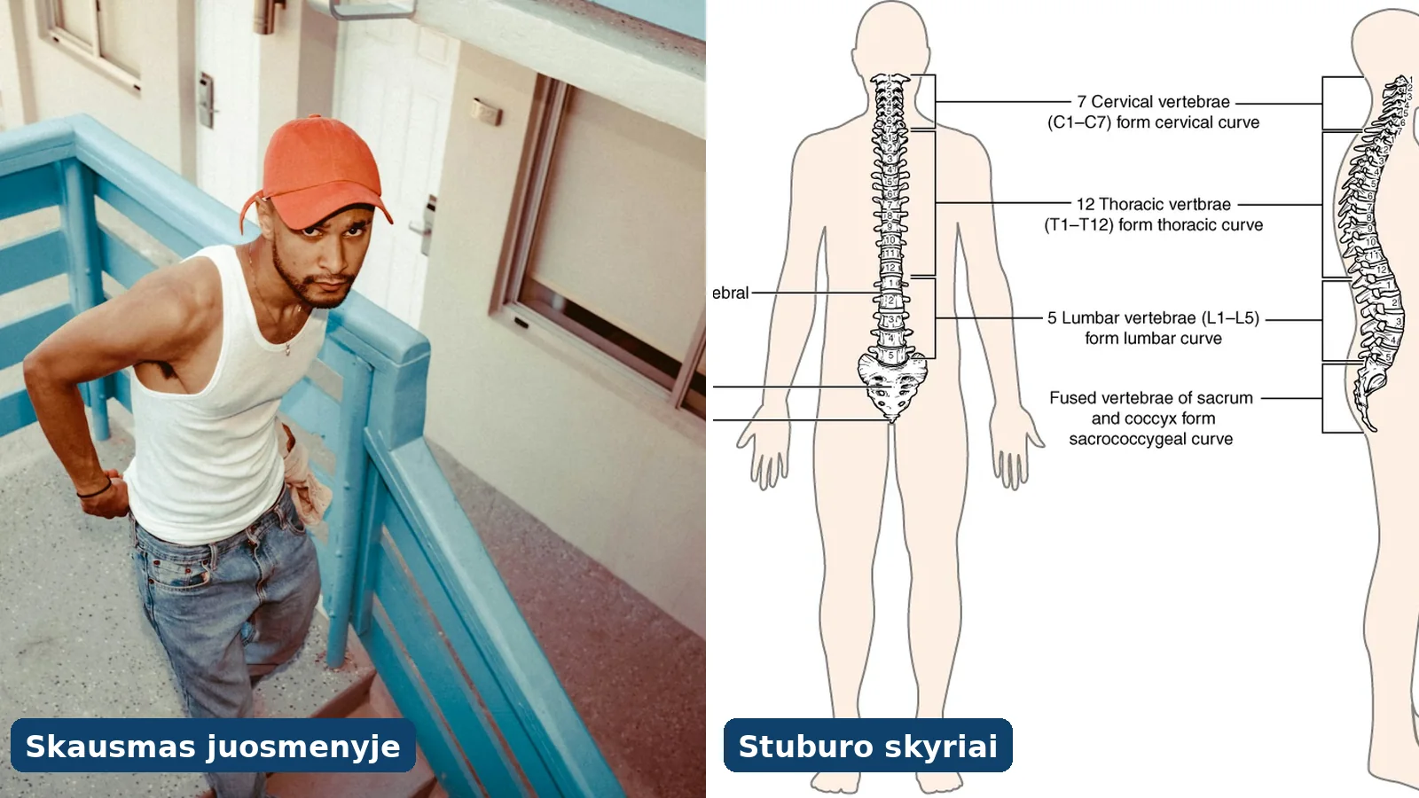 Vyras laiko skaudantį juosmenį; šalia – stuburo skyrių ir slankstelių schema